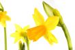 daffodils