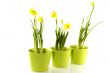 Green pots with daffodils