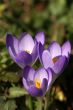 three crocuses