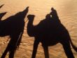 the shadow from camels