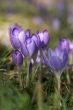 crocuses on the foot on the mountain
