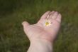 daisy on hand
