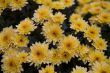 chrysanthemum