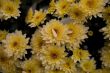 chrysanthemum