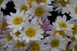 chrysanthemum
