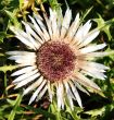 Carline Thistle
