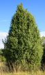 Fir Tree
