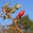 Red Hip