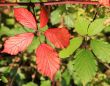 Colored Leaves