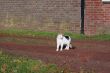 Farm cat.