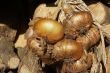 Drying onions.