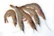 Raw grey prawn isolated on white background
