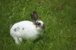 Rabbit in the grass