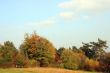 Autumn Trees