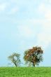 Trees