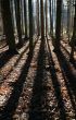 Long Shadows