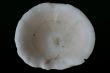 White Cap