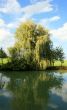 Tree At Lake