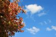 Leaves In Fall