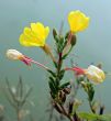 Yellow Flower