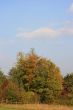 Tree in Fall