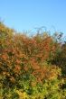 Autumn Bush