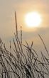 Blades Of Grass