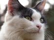 Cat portrait