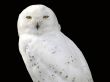 Snowy owl