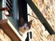Cat at the window