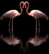 Flamingos
