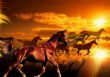 Horses running