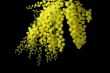 March flower