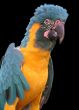 Parrot
