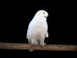 Snowy owl