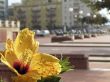 Yellow flower