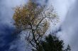 Isolated conifer against blue sky