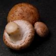 Mushroom, Champignon, Agaricus hortensis