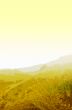 yellow hills