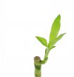 Bamboo Shoot on White