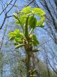 Walnut catkins