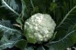 Cabbage