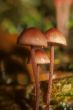 Brown mushrooms