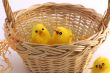 Chicks in the nest