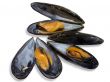 Mussels