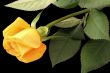 Yellow rose