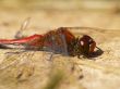 red dragonfly