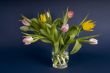 bunch of tulips