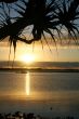 Pandanus Against The Sun