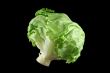 Lettuce 1